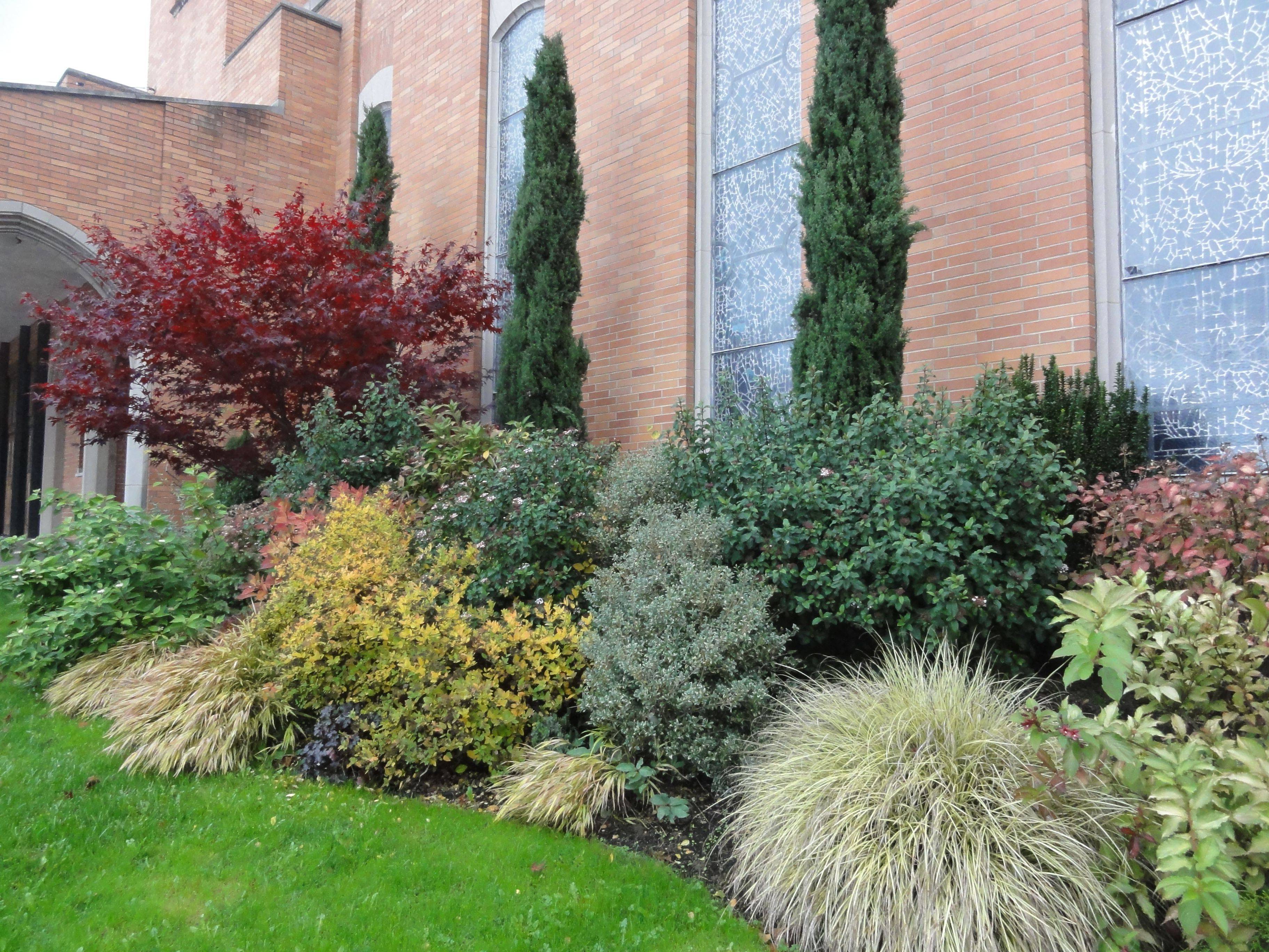 The Wall Italian Cypress