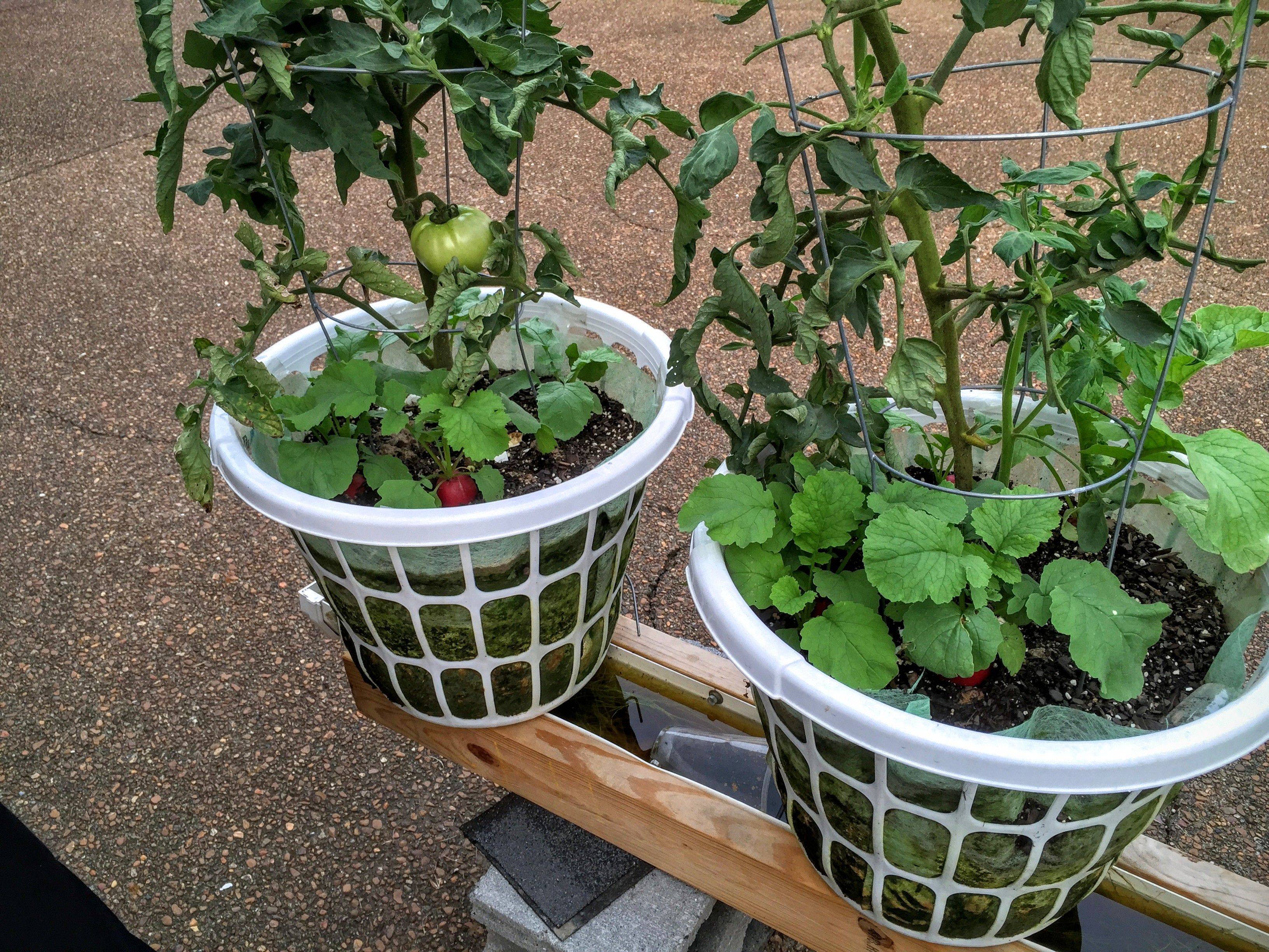 A Vegetable Garden Home Vegetable Garden Ideas