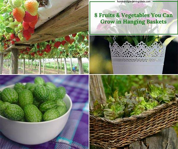 Container Gardening Ideas