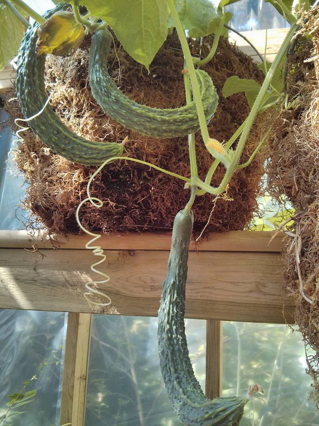 Vegetable Harvesting Basket