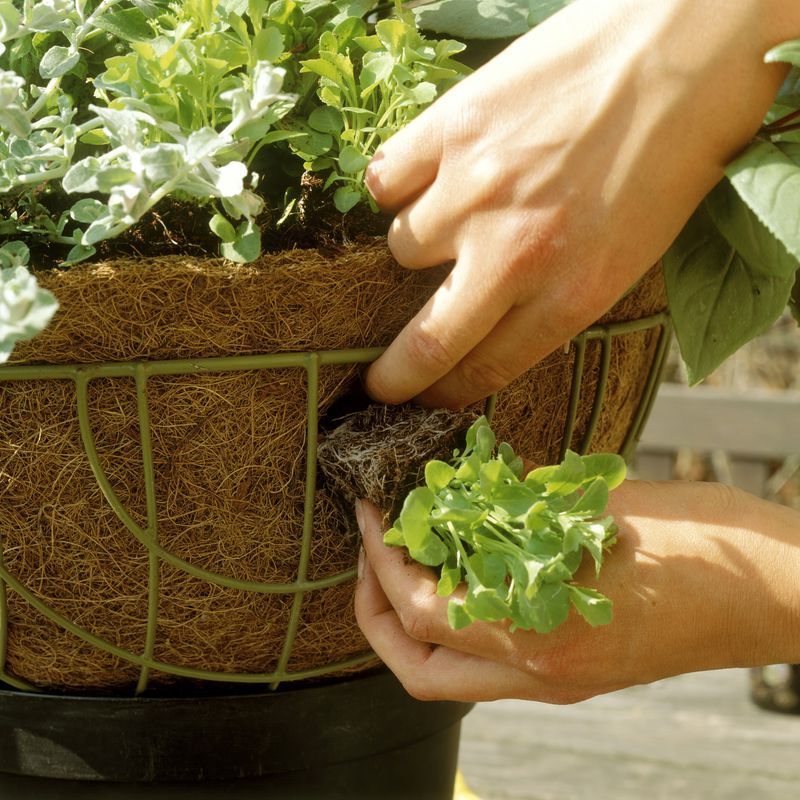 Vegetable Harvesting Basket