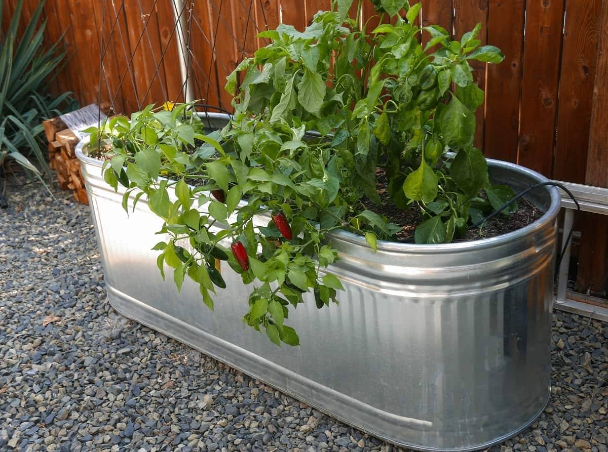 Repurposed Galvanized Containers Gardening Home