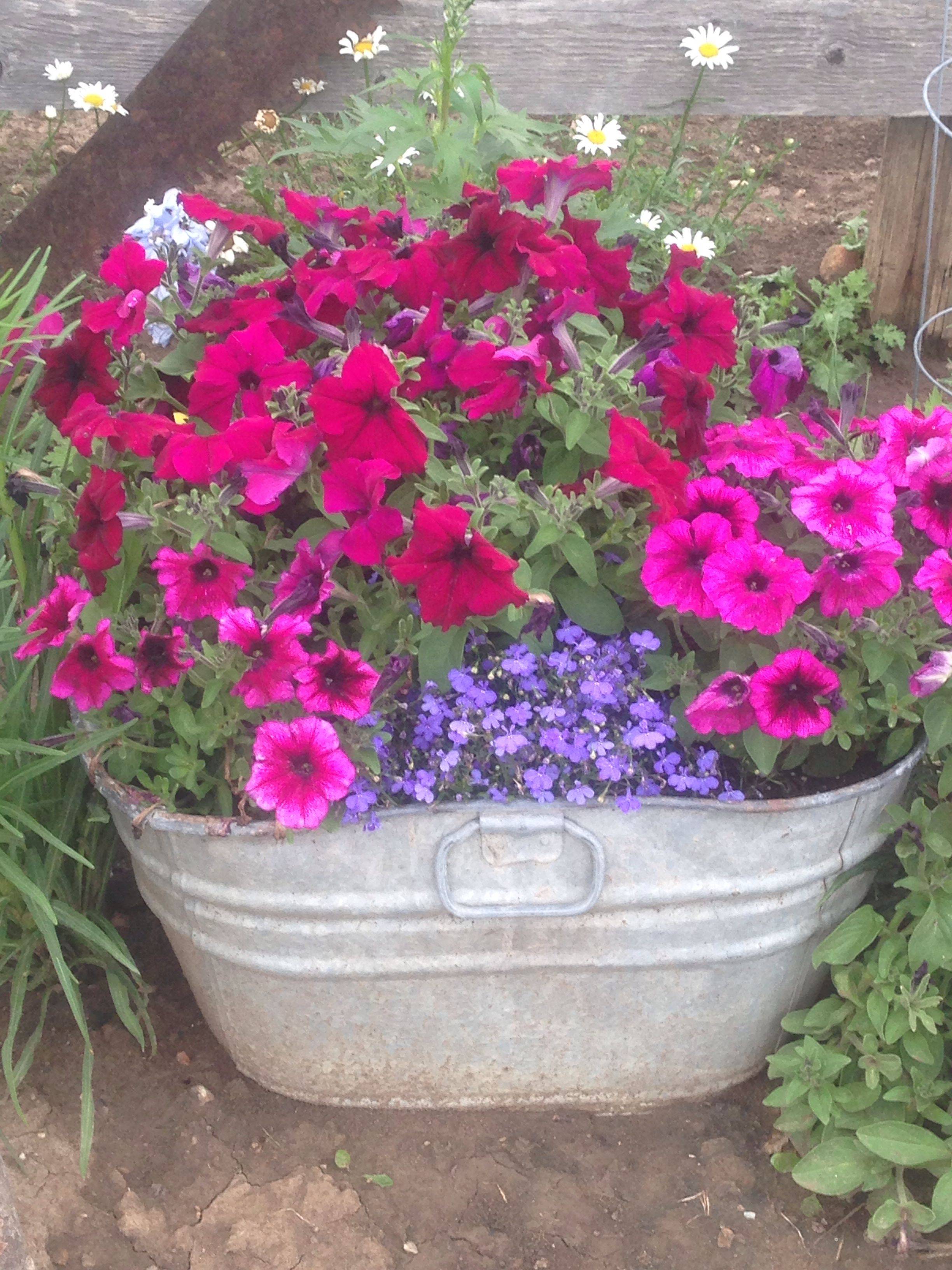 Buckets Container Garden Flower