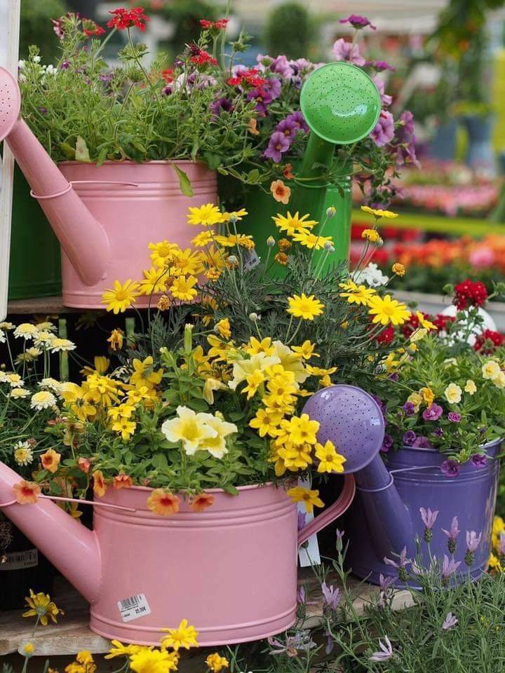 Container Water Garden