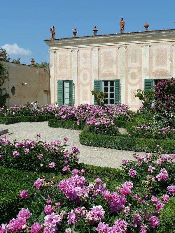 Florence Garden Hedges