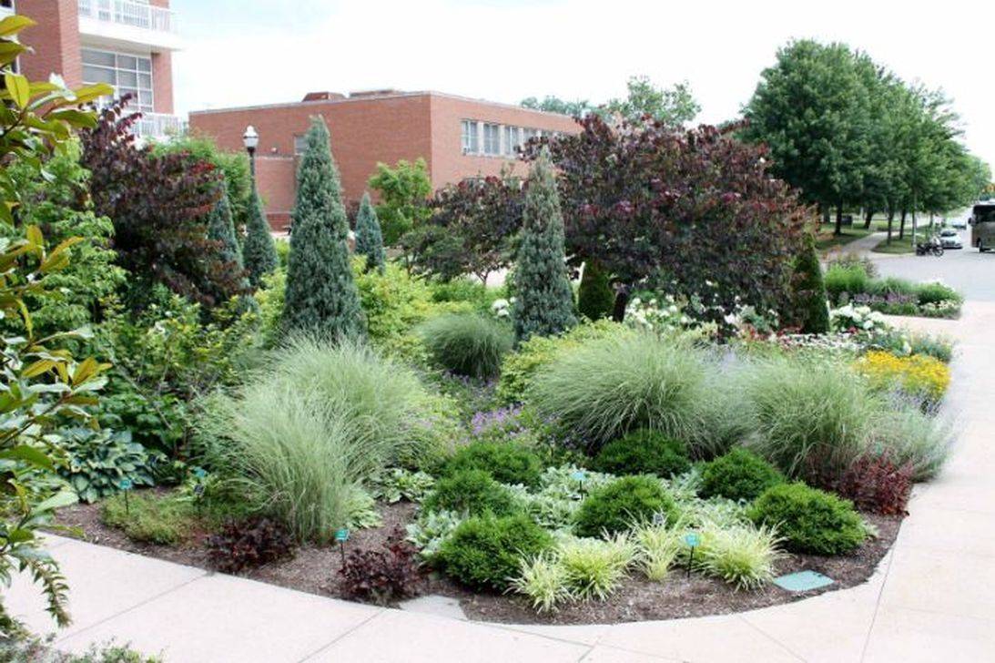 Great Decorative Plants