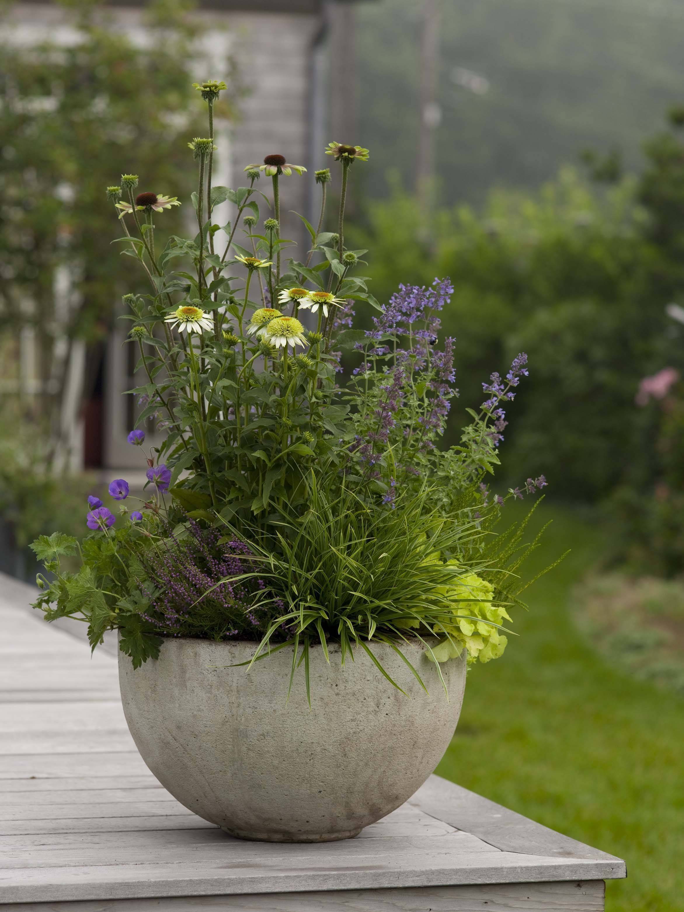 Other Ornamental Plants