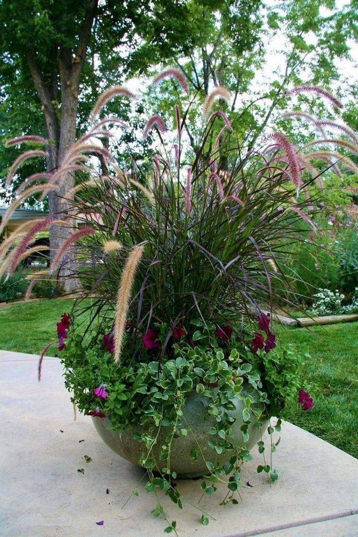 Ornamental Grasses Guide Interior Decorating Colors