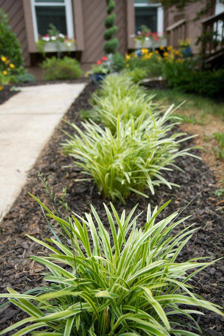 Small Ornamental Evergreen Trees For Landscaping Home And Garden Designs