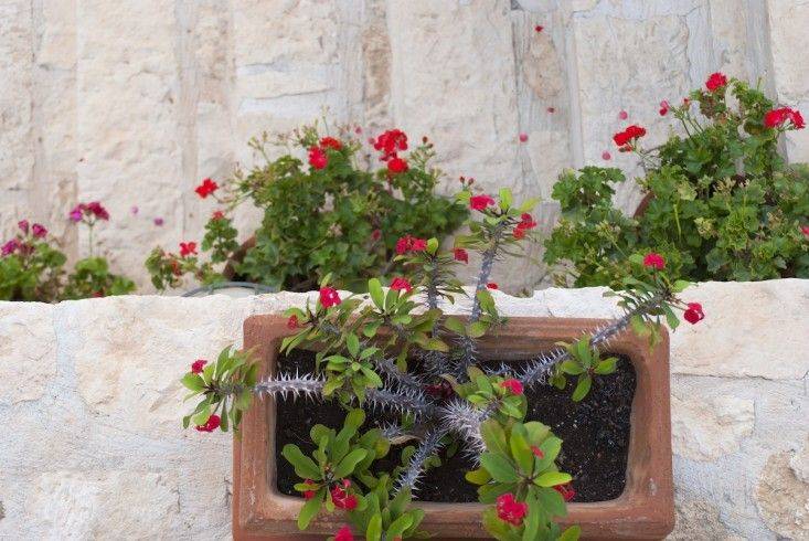 Garden Ideas