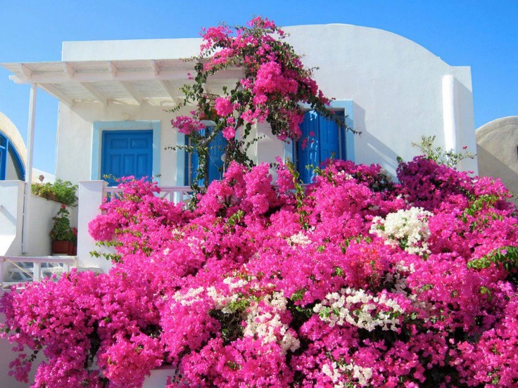 Fresh And Inspiring Greek Garden Ideas Garden Patch
