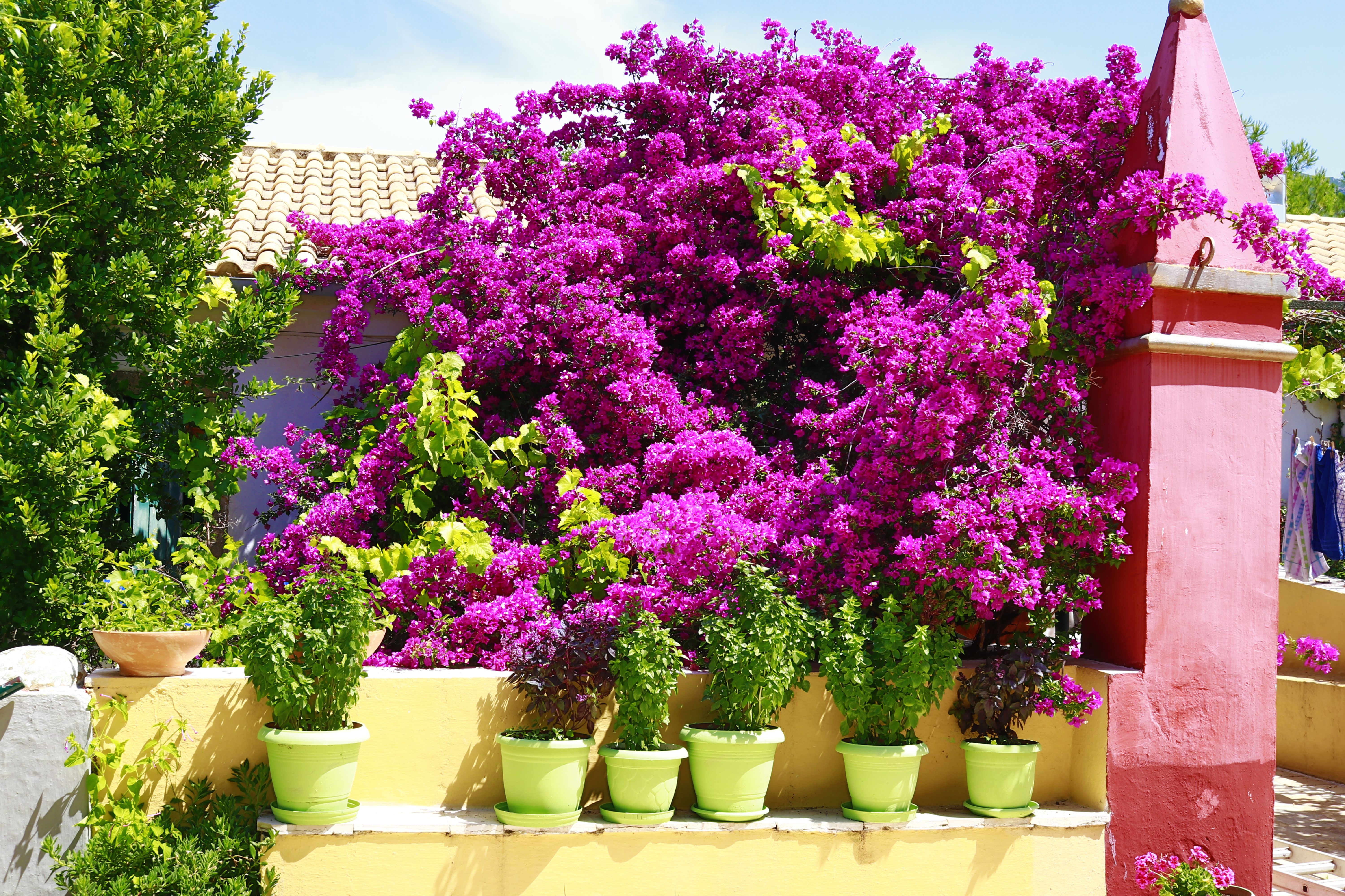 Greek Gardens
