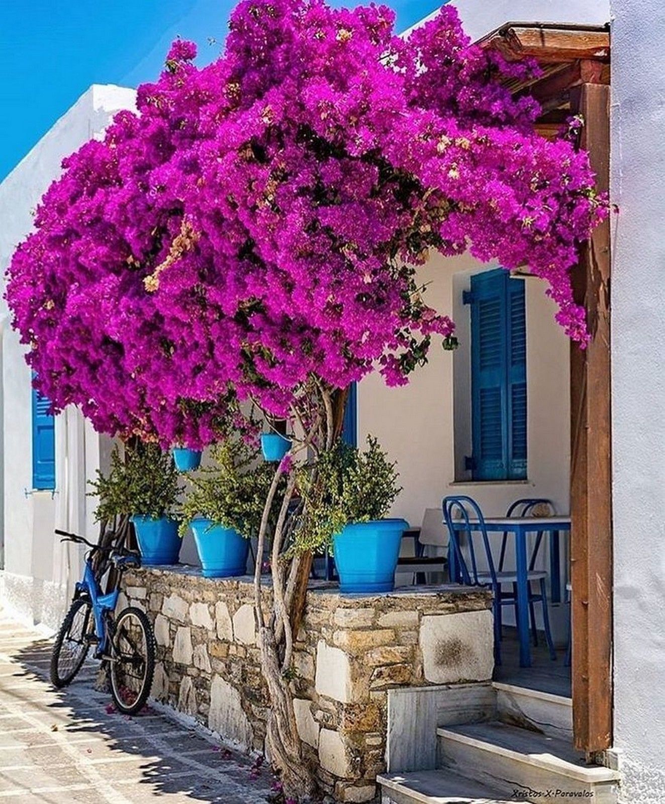 My Greek Garden Photograph