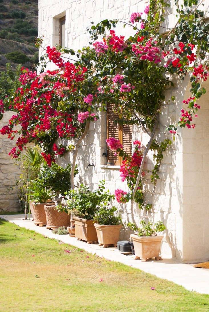 Ancient Ancientgarden Garden