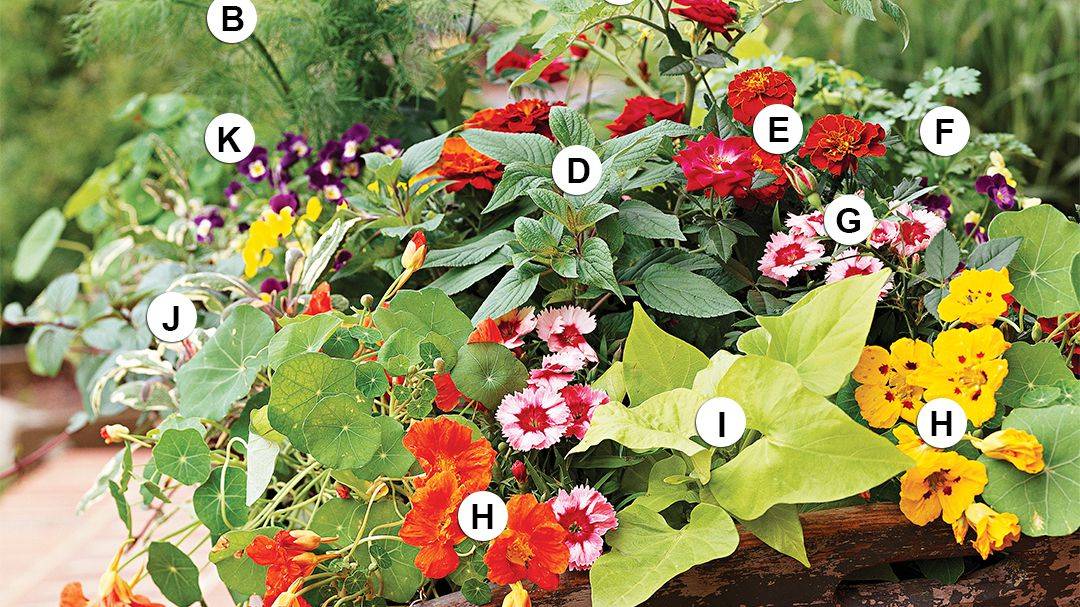 Shape Mini Succulent Planter