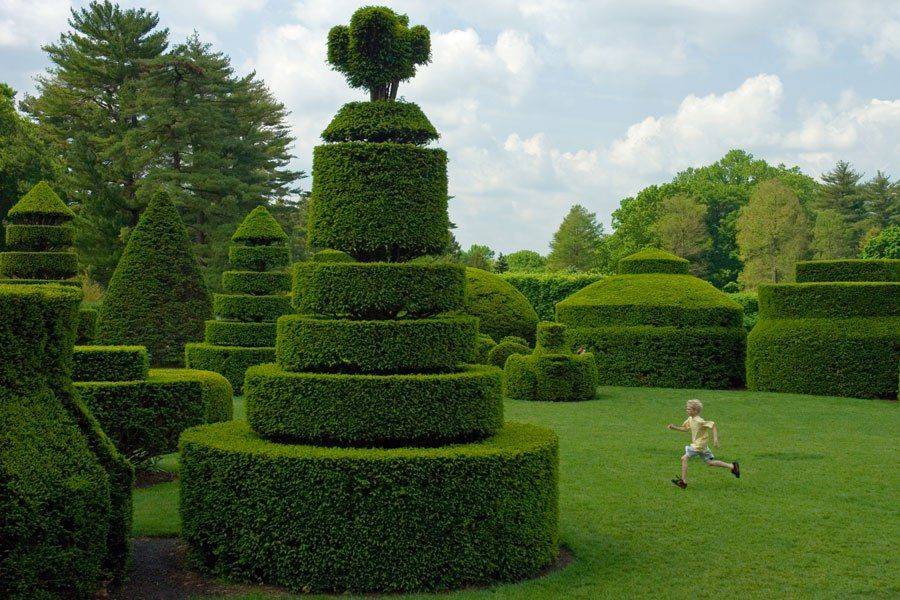 How To Keep Buxus Healthy