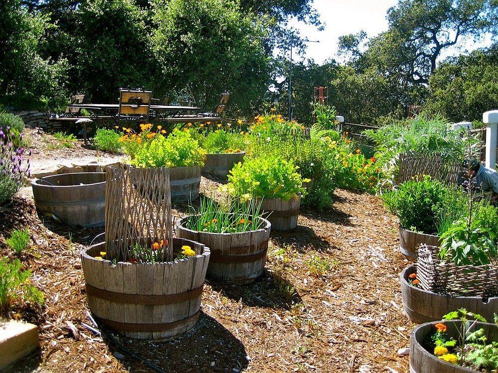 Tomato Garden Ideas Simphome