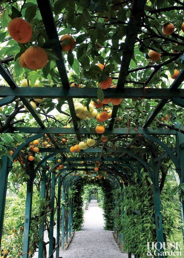 Italian Courtyard Garden Design