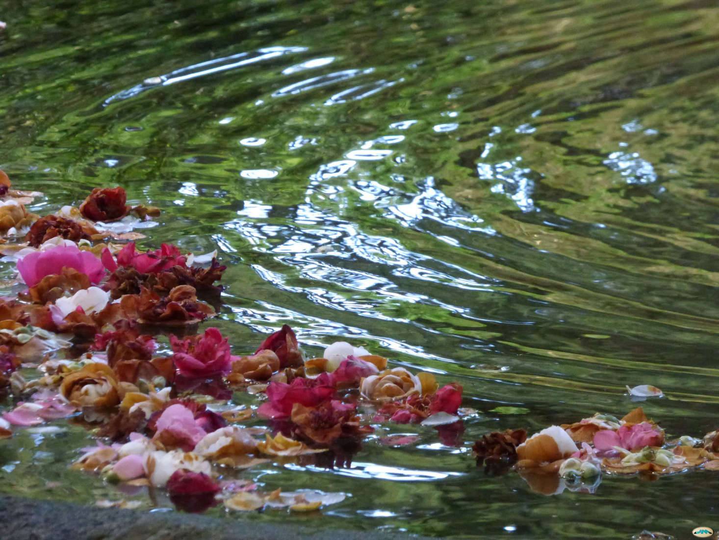Water Features