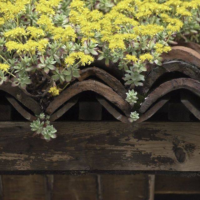 Enviable Desert Landscaping Ideas