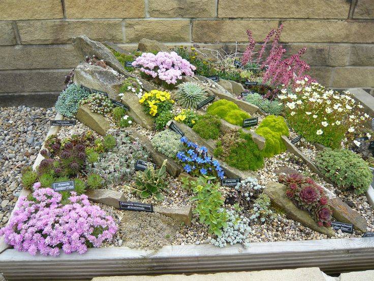 Alpine Rock Garden Basic Idea
