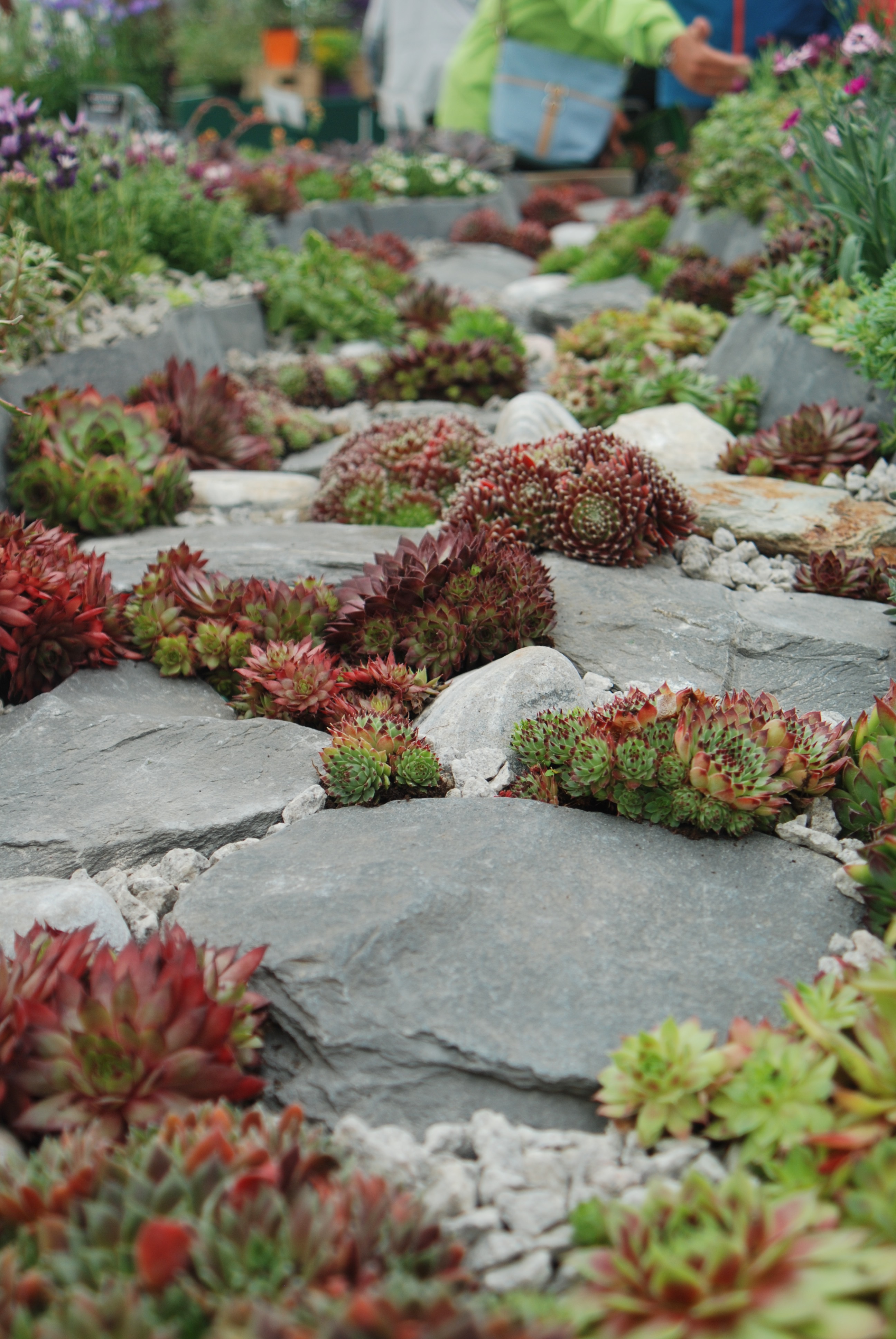 Alpine Garden Rock Garden