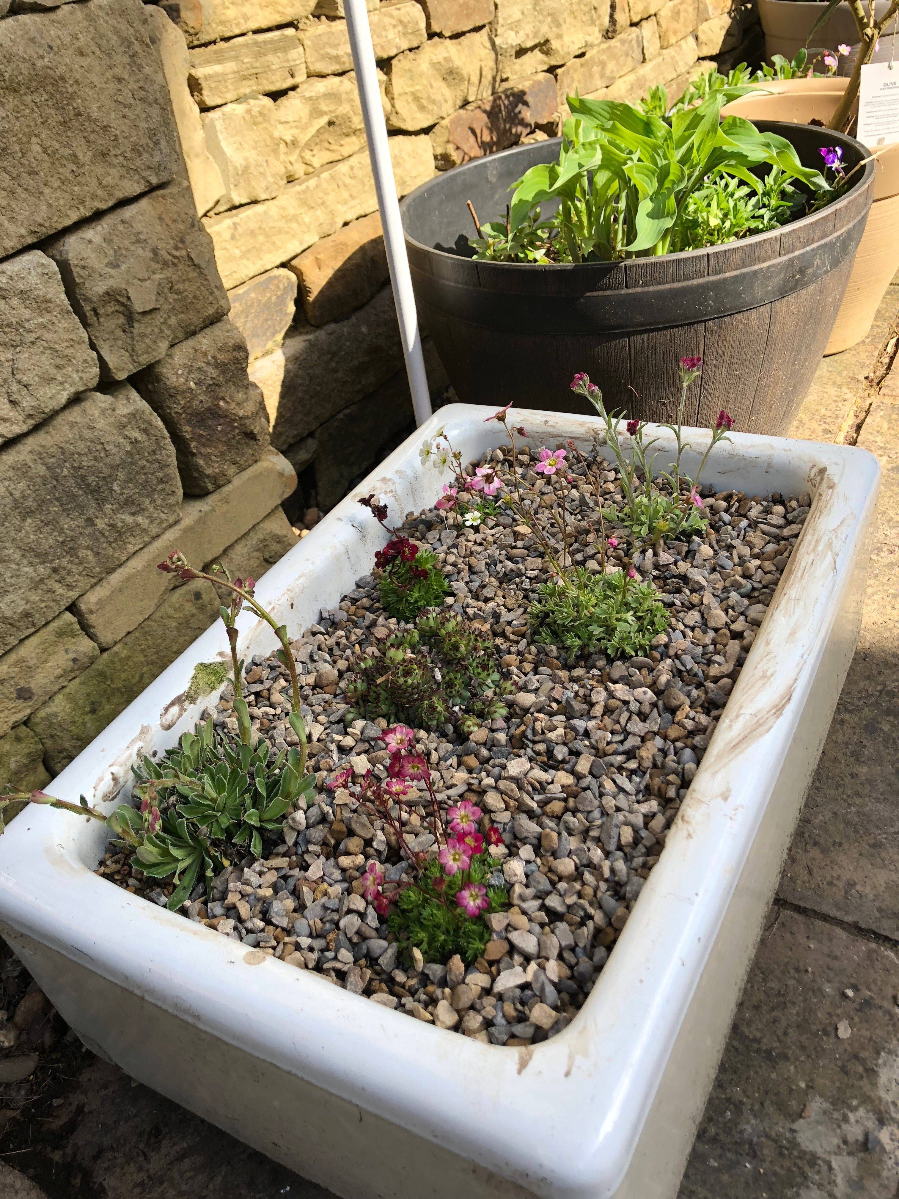 All The Alpines