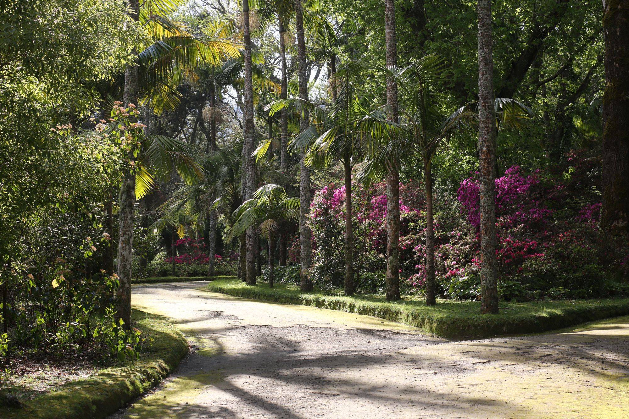 Terra Nostra Botanical Gardens Picture