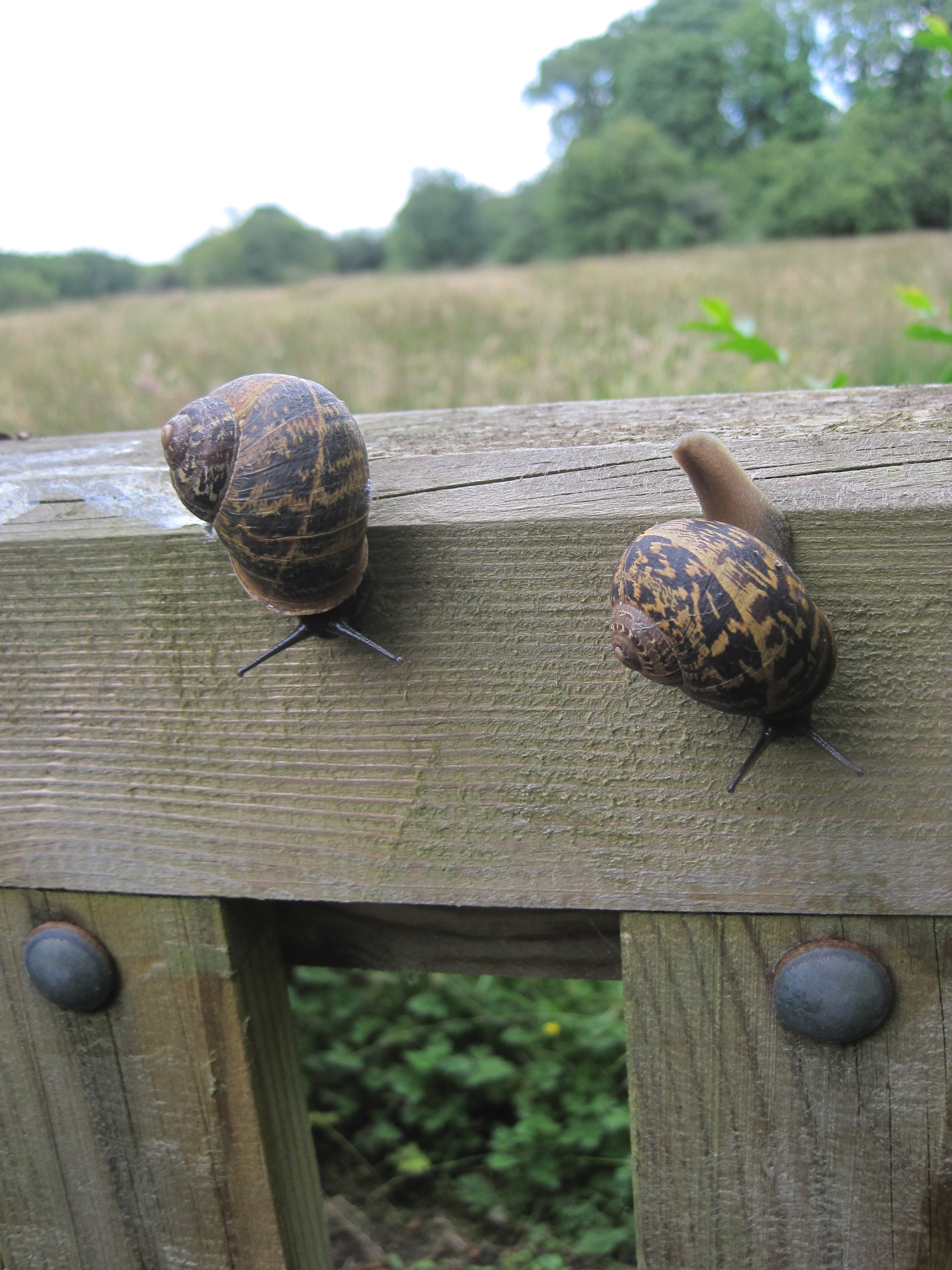 Terra Nova Fairy Garden
