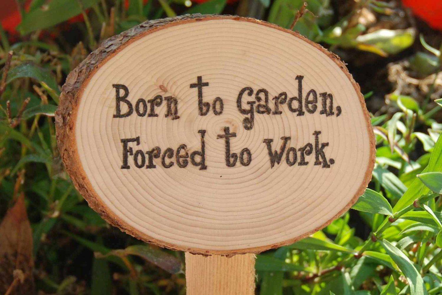 My Garden
