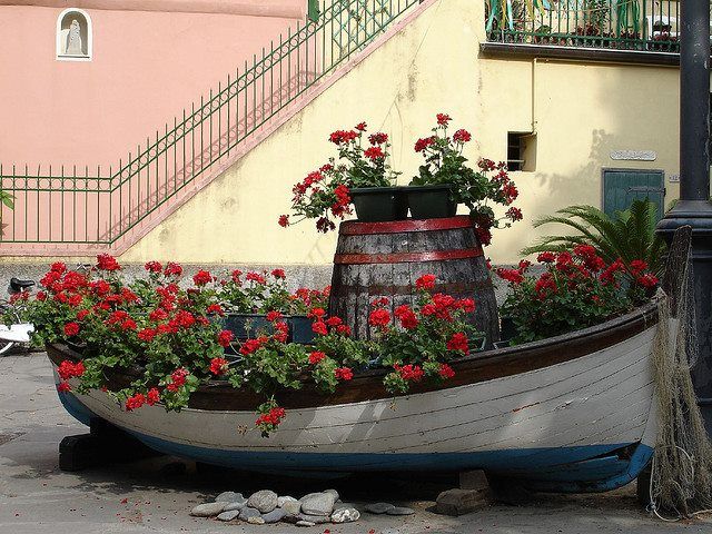 Pink Japanese Cherry Blossom Flower