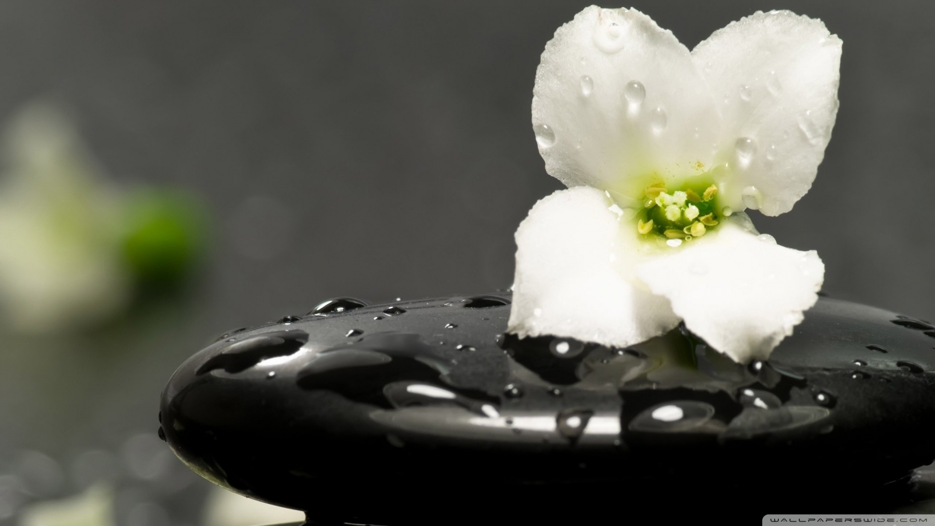 Zen Path Wallpapers Top Free Zen Path Backgrounds Wallpaperaccess