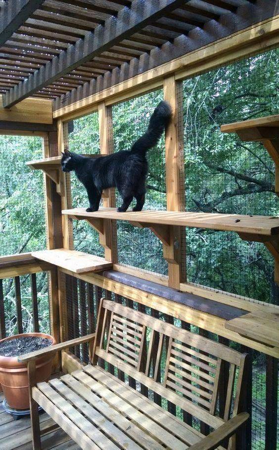 Cat Enclosures