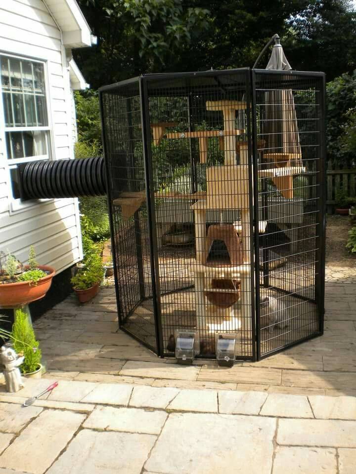 Indoor Cat Garden Ideas