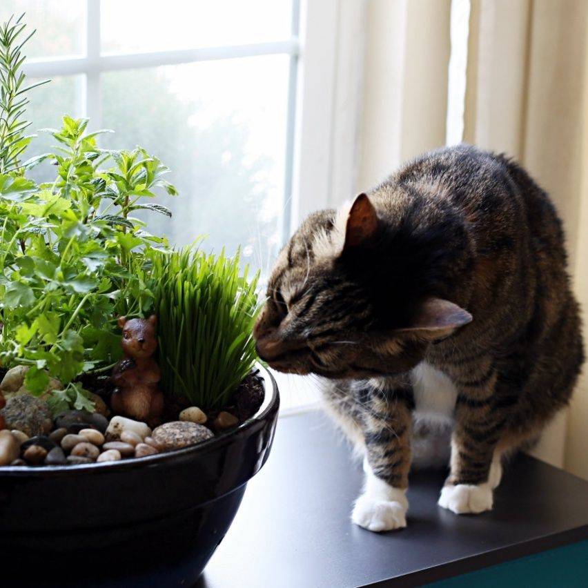 A Diy Indoor Cat Garden