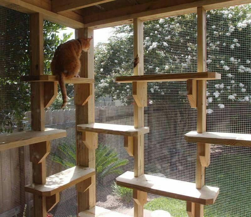 A Diy Indoor Cat Garden