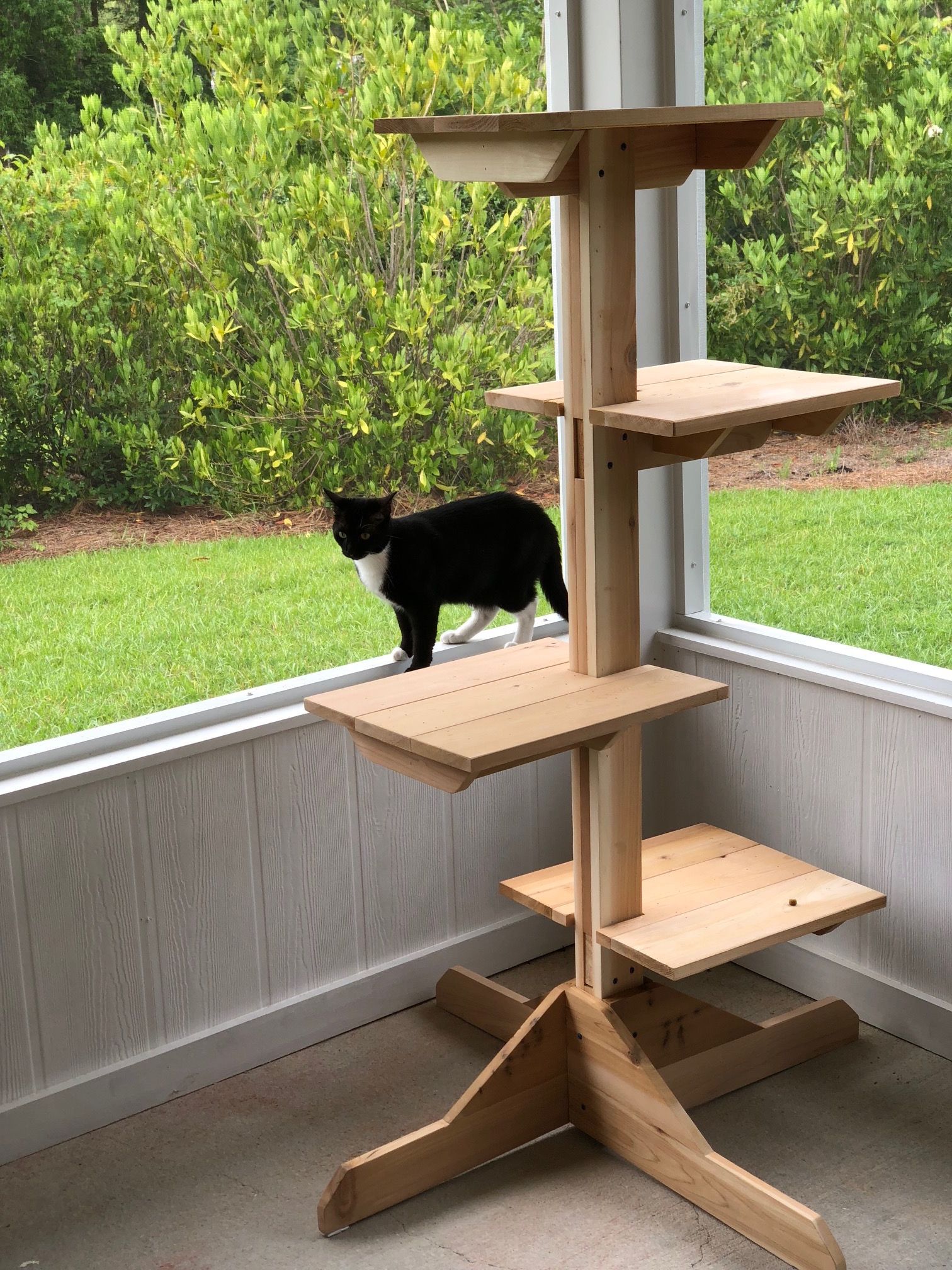 Indooroutdoor Cat Room Ideas