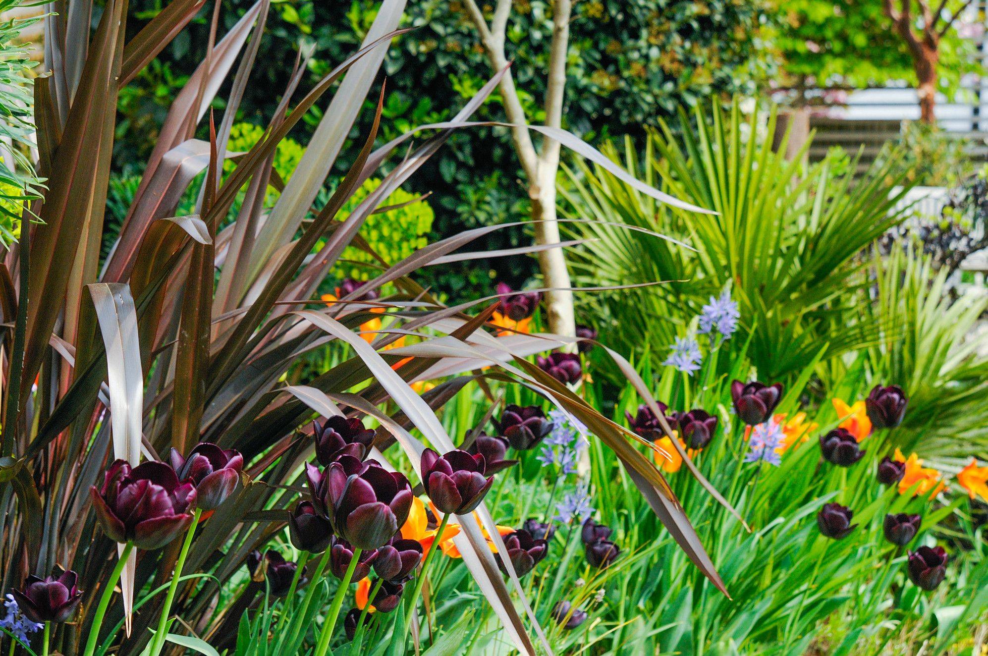 Front Yard Landscaping Design