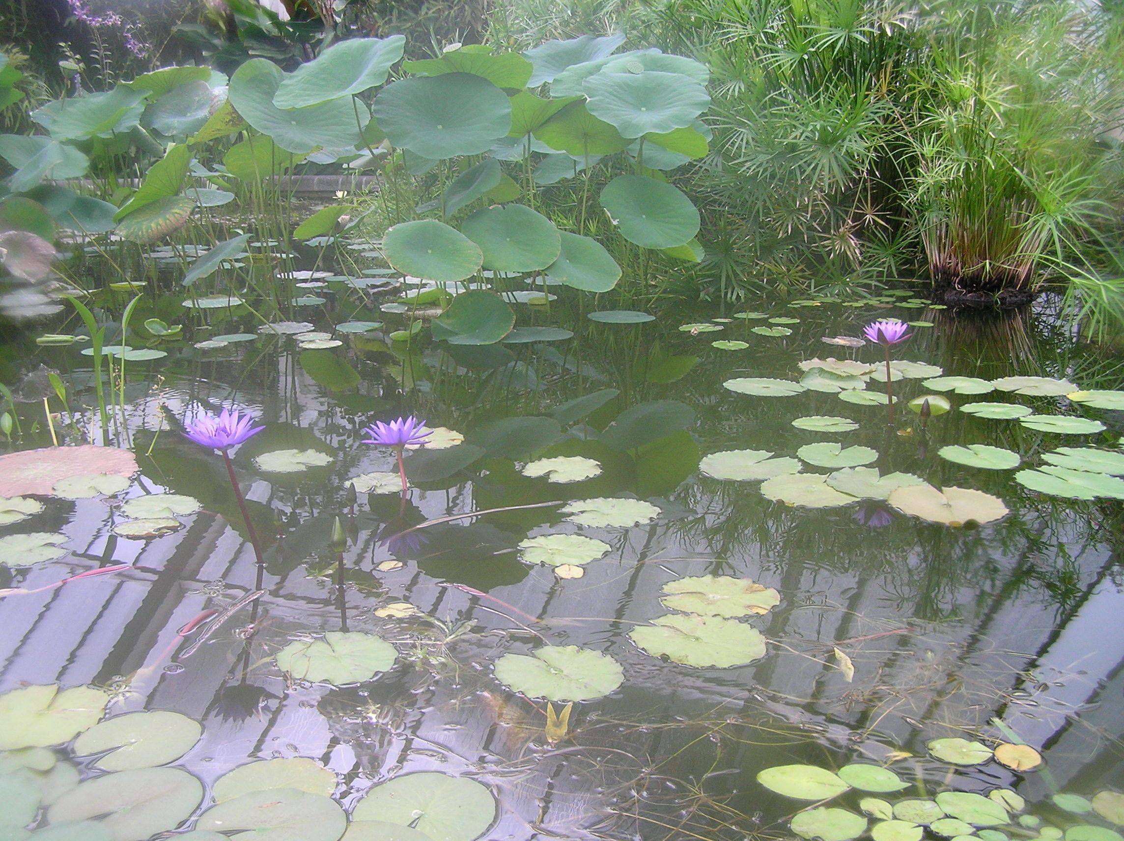 Wellington Botanical Gardens