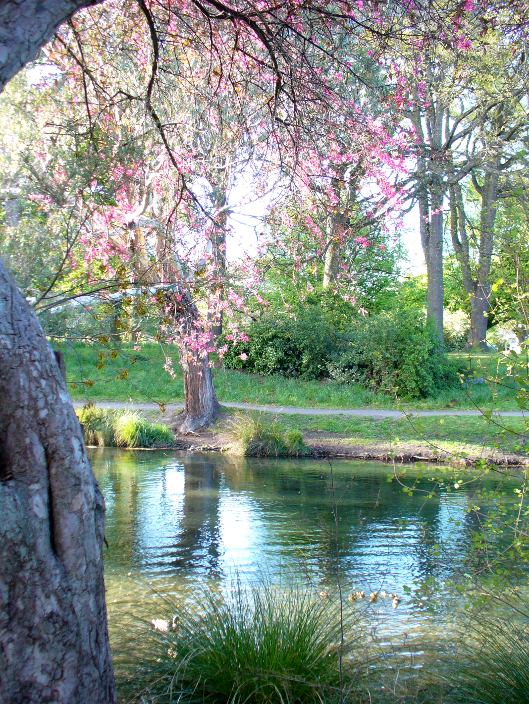 Botanical Gardens Christchurch Nz