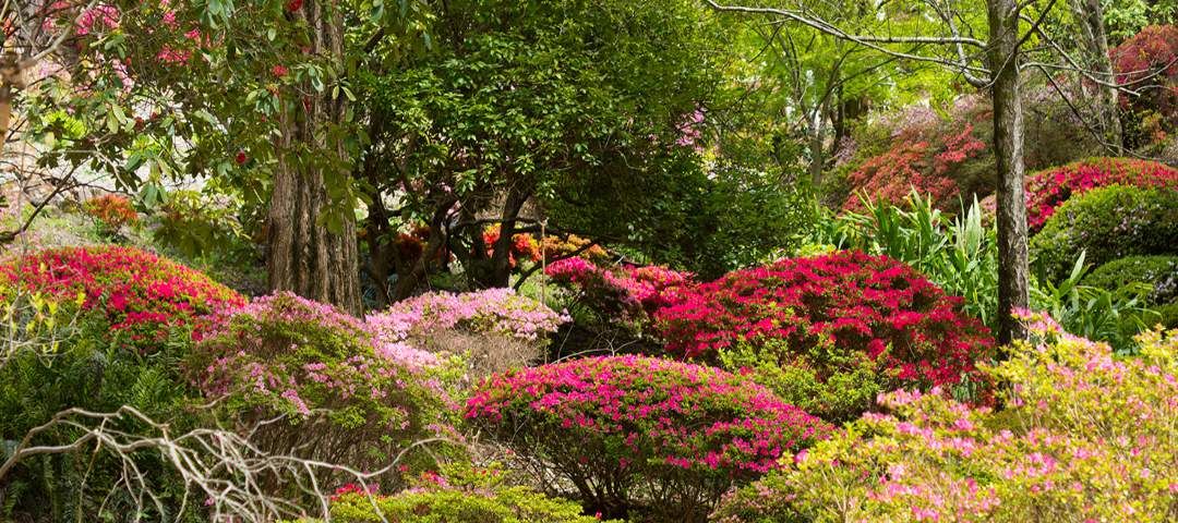 Taylor Cullity Lethlean Native Garden