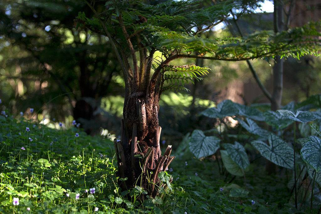 New Orleans Botanical Garden