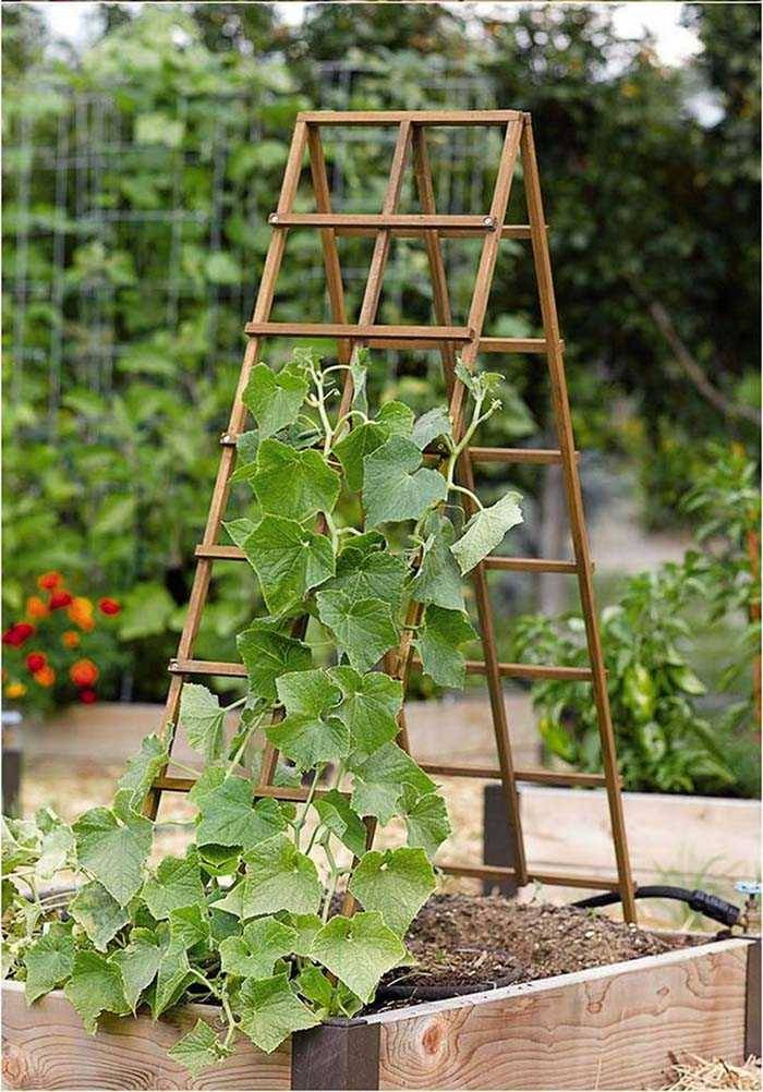 24 Unusual Garden Trellis Ideas You Should Check SharonSable
