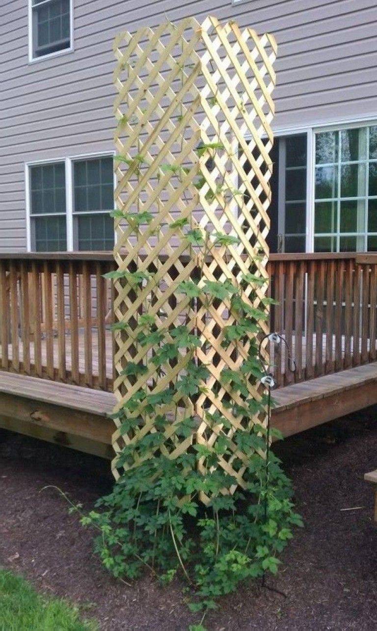 24 Unusual Garden Trellis Ideas You Should Check SharonSable