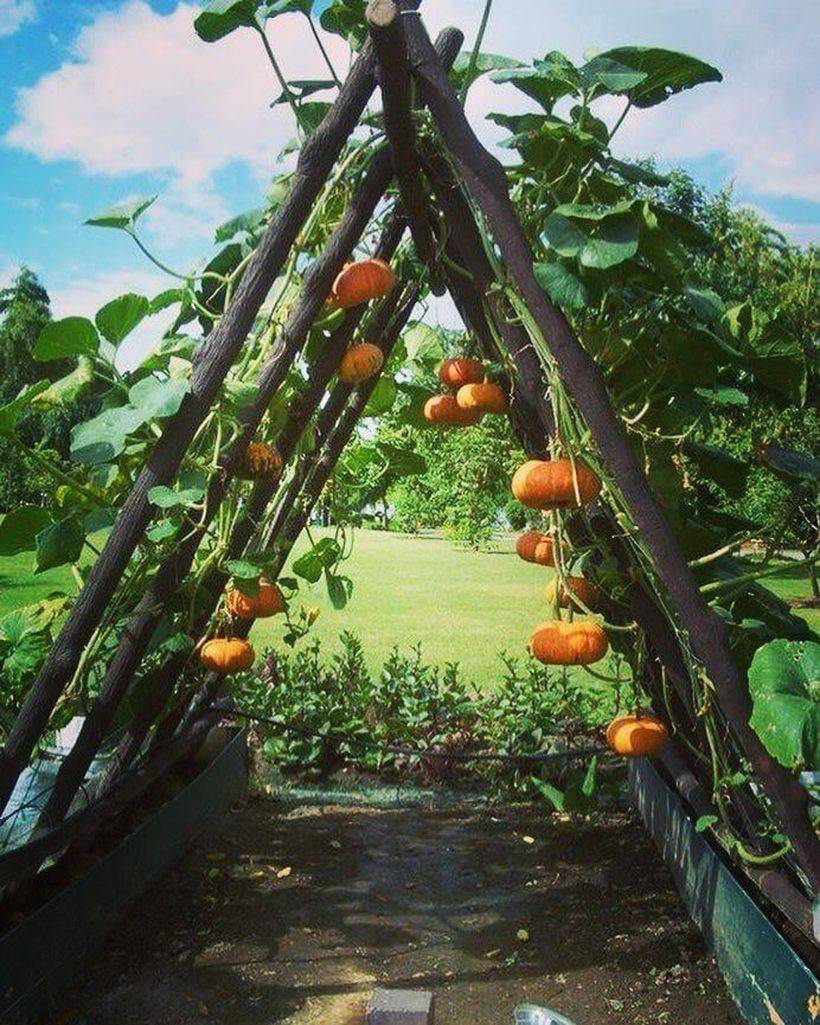 Diy Recycled Garden Trellis Ideas