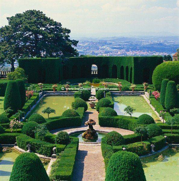 Florence Garden Hedges