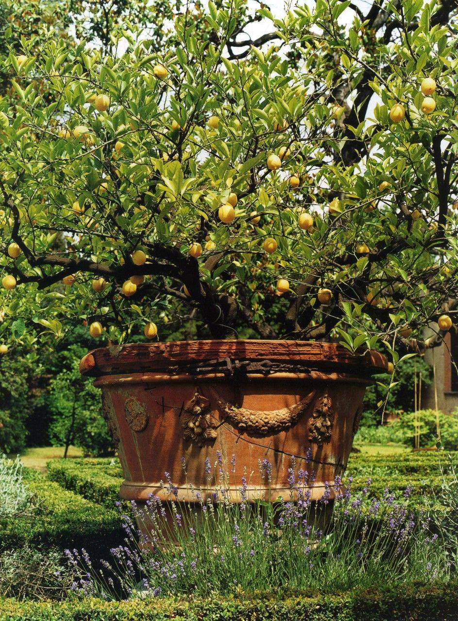 English Cottage Garden