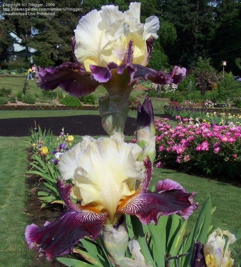 The Iris Garden