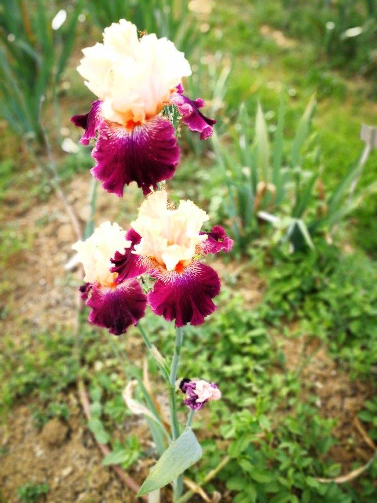 Giardino Delliris Di Firenze