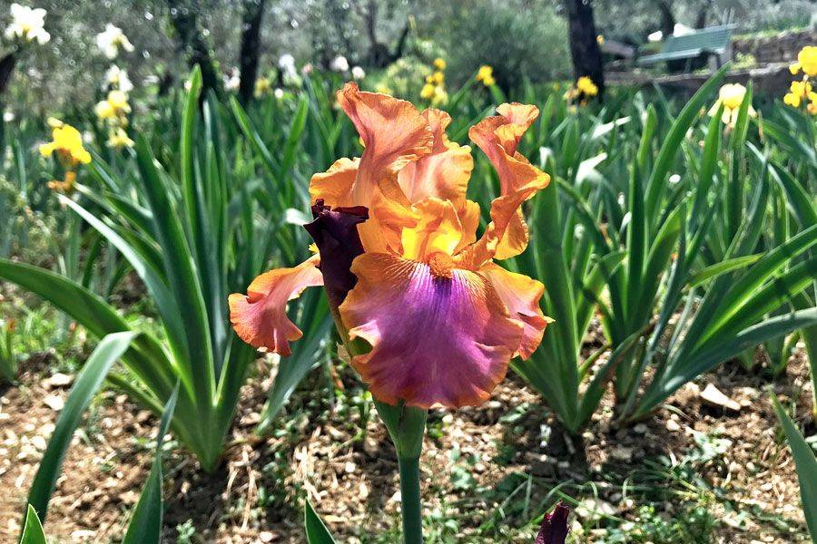 Classic Garden
